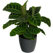 Calathea 'Zebrina' + Cachep Antracite